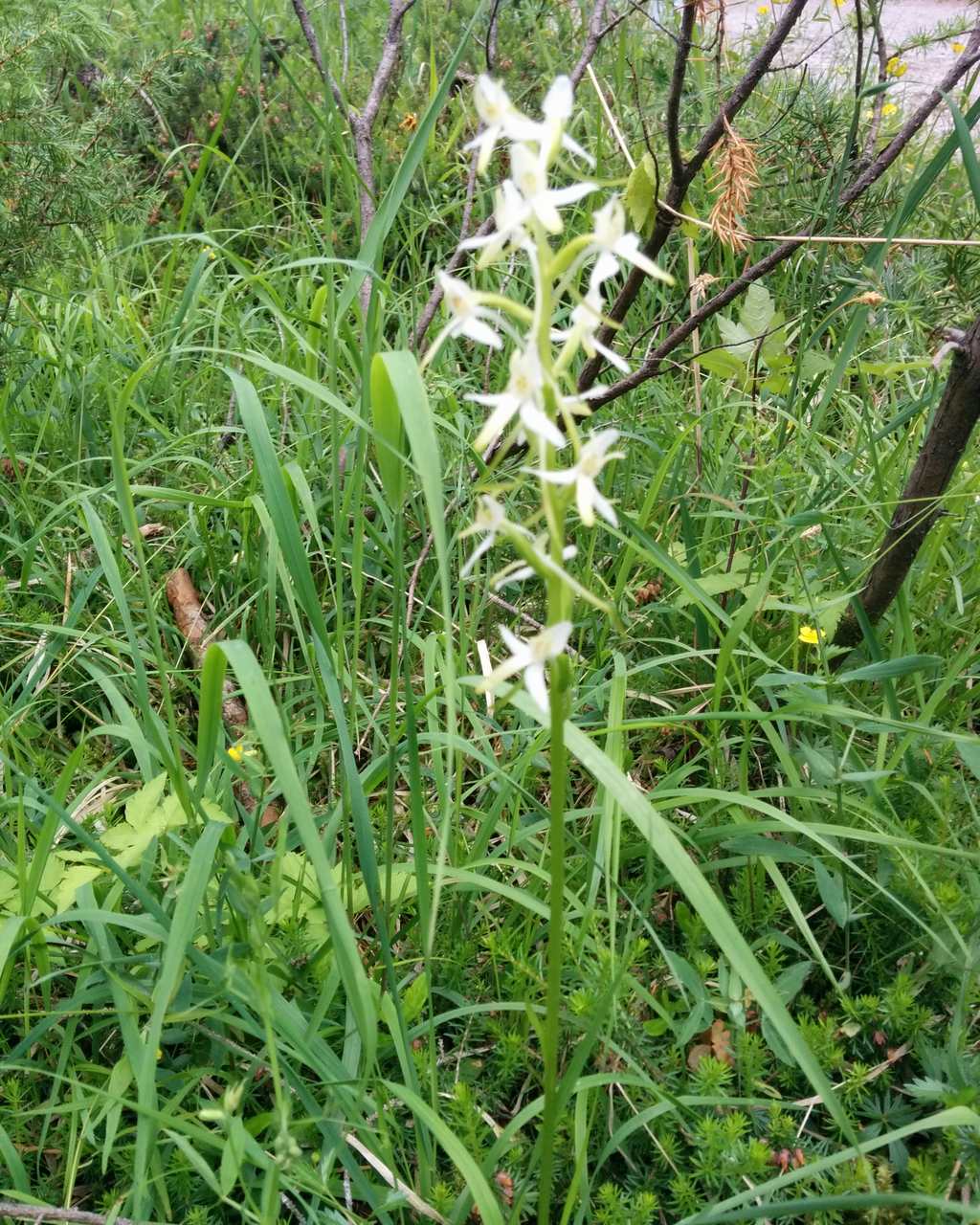 Platanthera bifolia